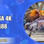 Đá Gà 4K RR88 – Đồ Họa Chân Thực, Cá Cược Công Bằng