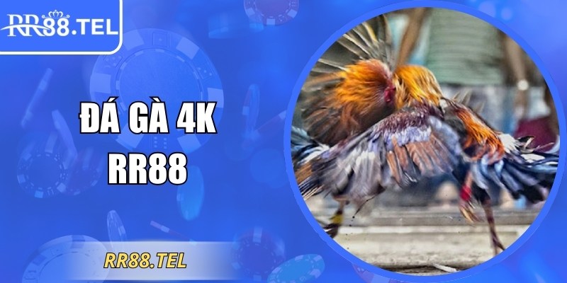 Đá Gà 4K RR88 – Đồ Họa Chân Thực, Cá Cược Công Bằng