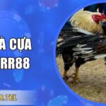 Đá Gà Cựa Dao RR88 Trải Nghiệm Đỉnh Cao Kịch Tính Nhất