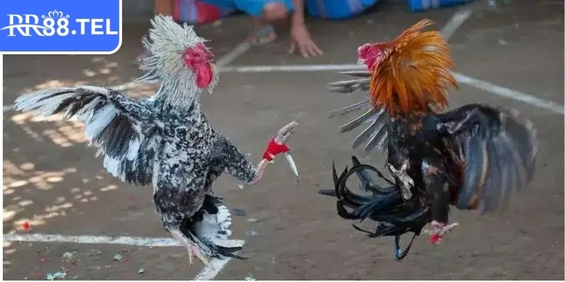 Những chiến kê dũng mãnh tranh tài kịch tính
