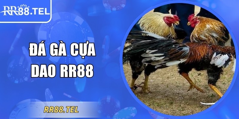 Đá Gà Cựa Dao RR88 Trải Nghiệm Đỉnh Cao Kịch Tính Nhất