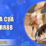 Đá Gà Cựa Sắt RR88 – Tốc Độ Cao Và Kinh Nghiệm Cần Nắm