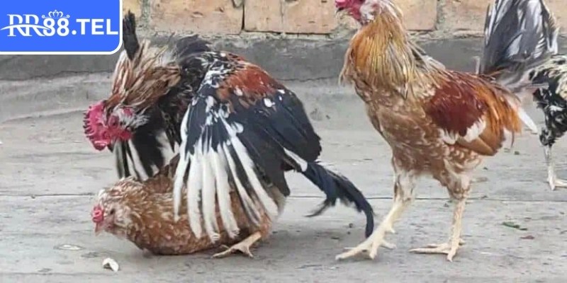 Quy trình tổ chức mỗi trận