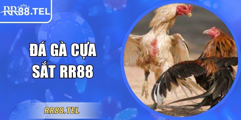 Đá Gà Cựa Sắt RR88 – Tốc Độ Cao Và Kinh Nghiệm Cần Nắm