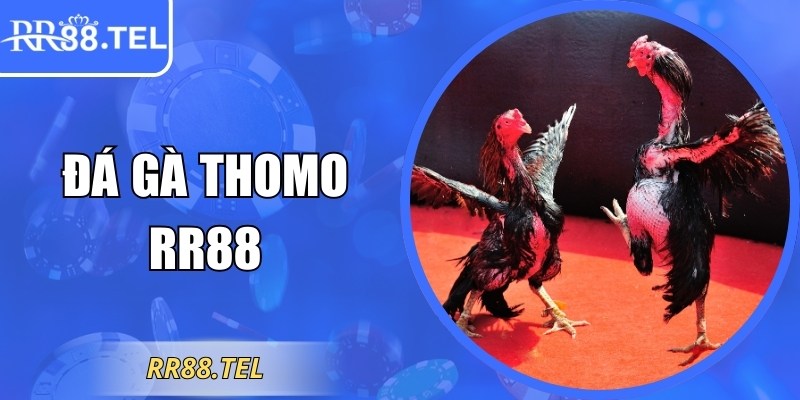 Đá Gà Thomo RR88 Kịch Tính Với Tỷ Lệ Thưởng Hấp Dẫn