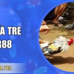 Đá Gà Tre RR88 – Hình Ảnh Chân Thực Và Mẹo Hiệu Quả
