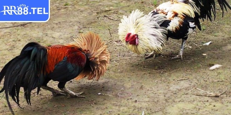 Áp dụng một số mẹo hiệu quả