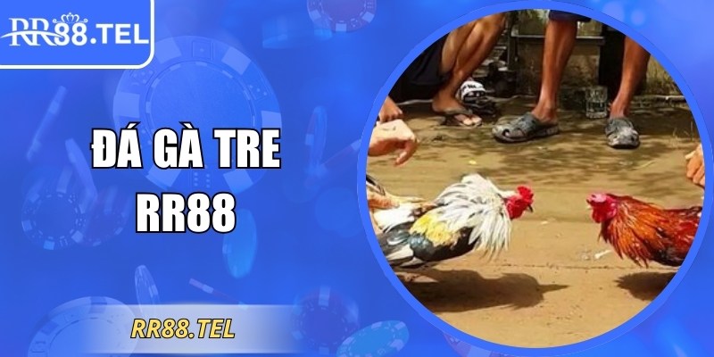Đá Gà Tre RR88 – Hình Ảnh Chân Thực Và Mẹo Hiệu Quả