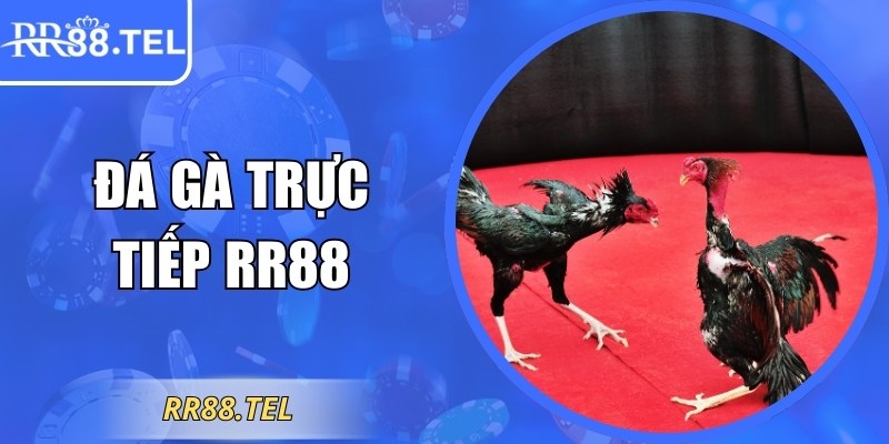 Đá Gà Trực Tiếp RR88 Hấp Dẫn Với Các Trận Đấu Kịch Tính